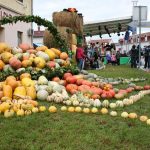 Bučijada 2015.